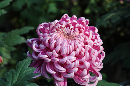 菊花系列