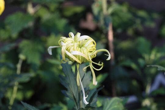 菊花系列