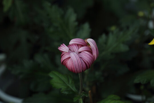 菊花系列