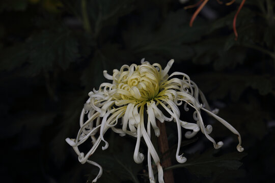 菊花系列