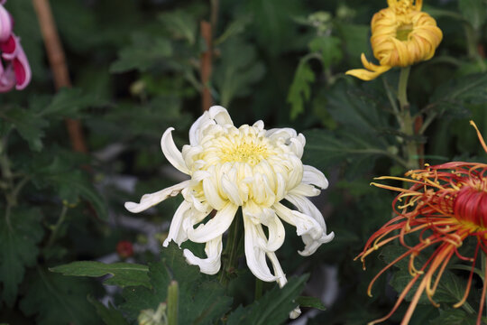 菊花系列