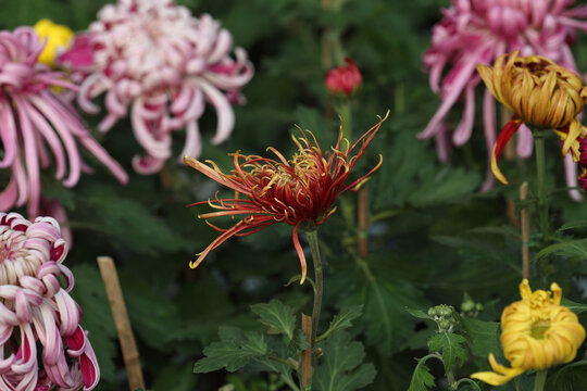 菊花系列