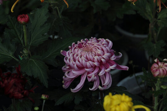 菊花系列
