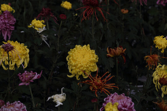 菊花系列