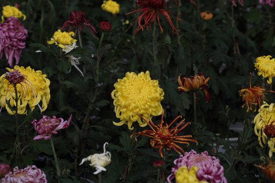 菊花系列