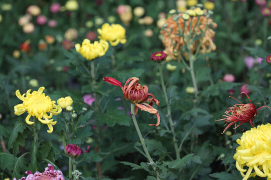 菊花系列
