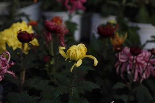 菊花系列