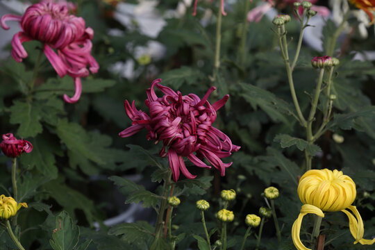 菊花系列