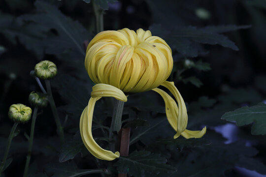 菊花系列