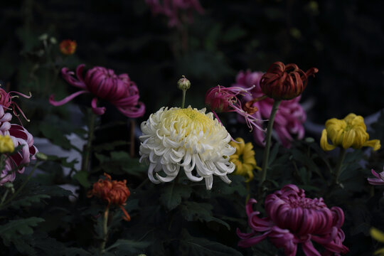 菊花系列