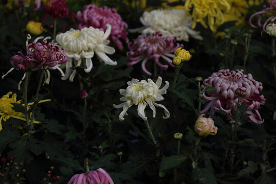 菊花系列