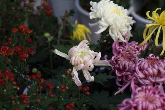 菊花系列