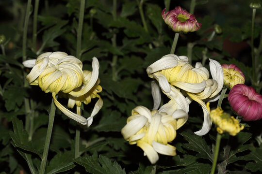 菊花系列