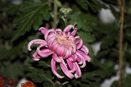 菊花系列