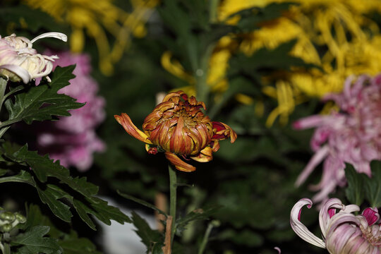 菊花系列