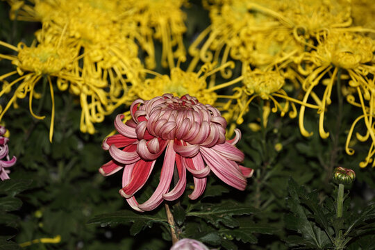 菊花系列