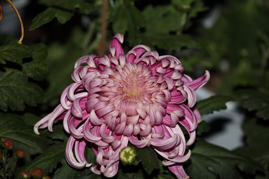 菊花系列