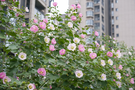 木芙蓉