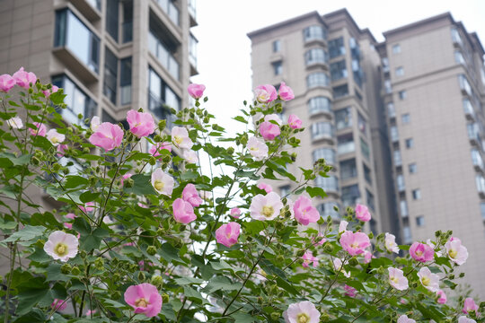 盛开的木芙蓉