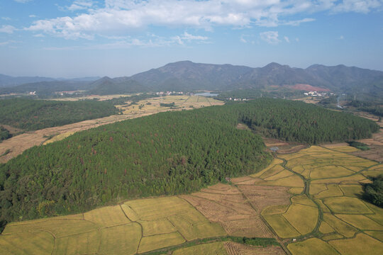 湿地松树林