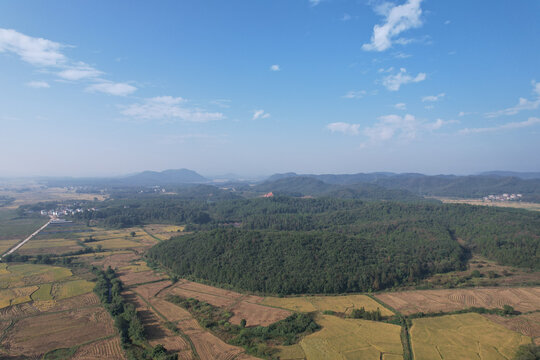 湿地松树林
