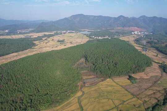 湿地松树林