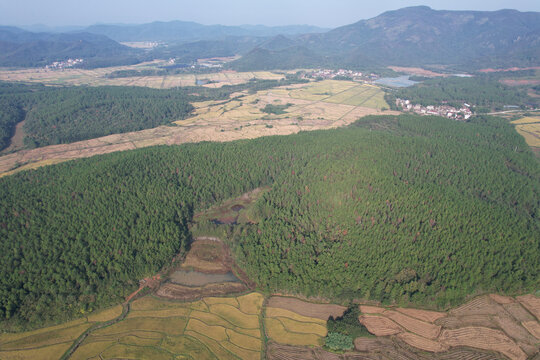 湿地松树林