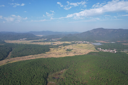 湿地松树林