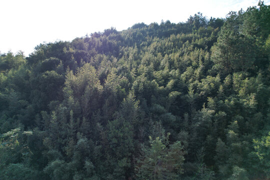 树林