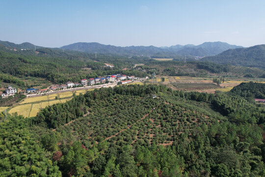 油茶果基地