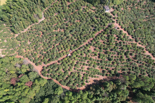 油茶果基地