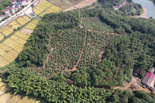 农村油茶山