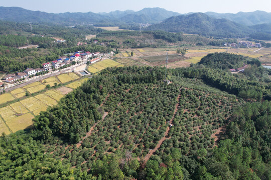 油茶产业