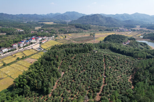 农桩油茶山