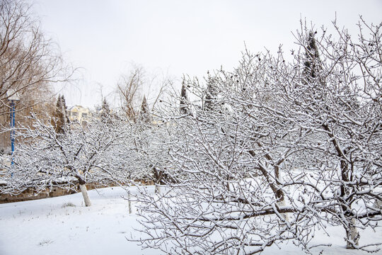 冬季树枝上的积雪