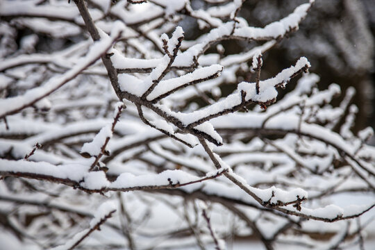 冬季树枝上的积雪