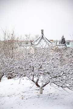 冬季树枝上的积雪