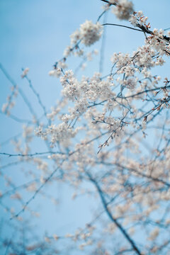 樱花