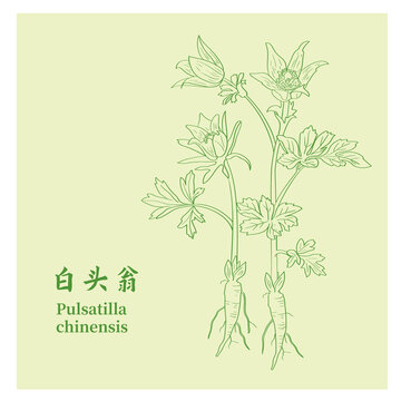 白头翁