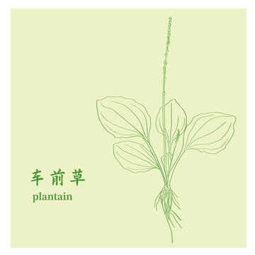 车前草