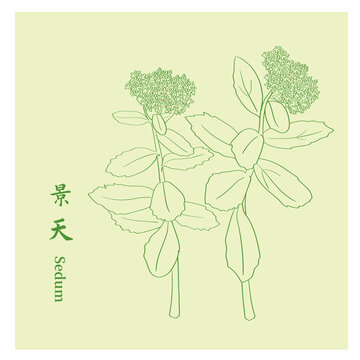 景天