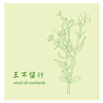 王不留行