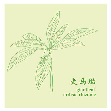 走马胎