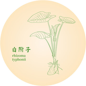 白附子