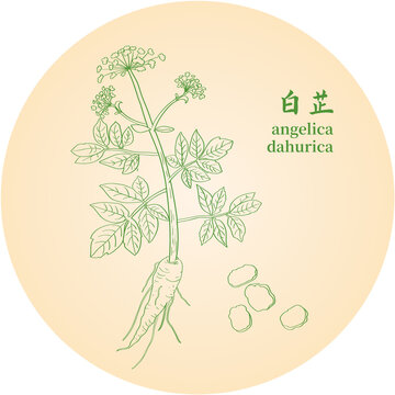 白芷