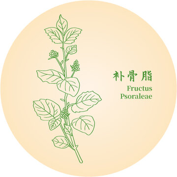 补骨脂