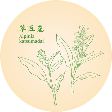 草豆蔻