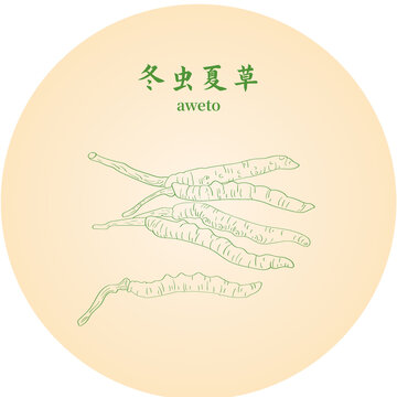 冬虫夏草