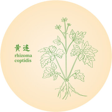 黄连