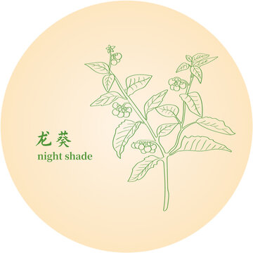 龙葵
